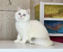 Aurora Diamond Breese
