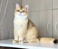 Сarol Diamond Breese