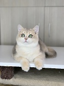 Cailеan Diamond Breese