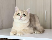 Cailеan Diamond Breese