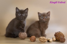 Котята друзей из питомника Kingly Velvet 