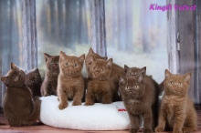 Котята друзей из питомника Kingly Velvet 