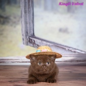 Котята друзей из питомника Kingly Velvet 