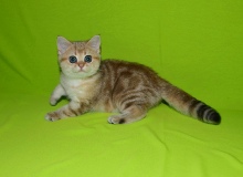 Bonita Diamond Breese