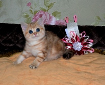 Bonita Diamond Breese