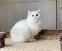 Eleanora Diamond Breese