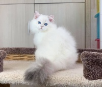Flarimon Diamond Breese