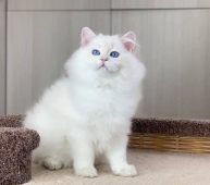 Flarimon Diamond Breese