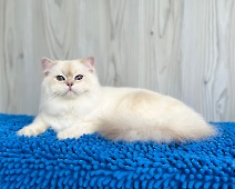 Flarimon Diamond Breese