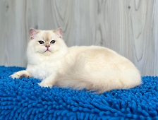 Flarimon Diamond Breese