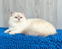 Flarimon Diamond Breese