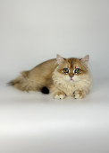 Flowerbelle Diamond Breese