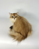 Flowerbelle Diamond Breese