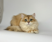 Flowerbelle Diamond Breese