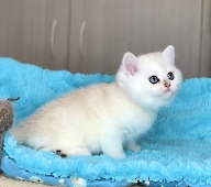 Fantasia Diamond Breese