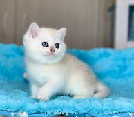 Fantasia Diamond Breese