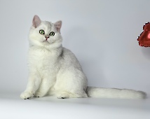 Fantasia Diamond Breese