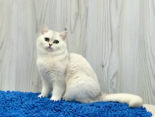 Fantasia Diamond Breese