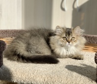 Gerda Diamond Breese