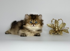 Нenrietta Diamond Breese