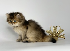 Нenrietta Diamond Breese