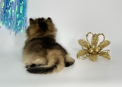 Нenrietta Diamond Breese