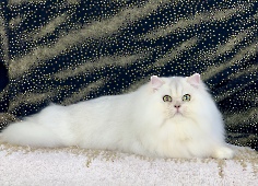 Isidor Diamond Breese