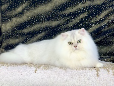 Isidor Diamond Breese