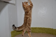 Irida Ofelia Diamond Breese 