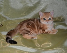 Irida Ofelia Diamond Breese 