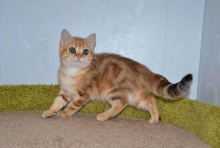 Irida Ofelia Diamond Breese 