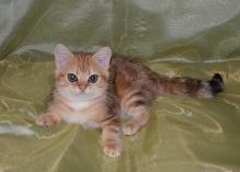 Irida Ofelia Diamond Breese 