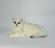 Ivashka Diamond Breese