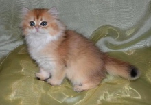 Juliet Estelle Diamond Breese