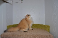 Juliet Estelle Diamond Breese