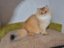 Juliet Estelle Diamond Breese