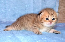 Kristian Grey Diamond Breese
