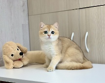 Кing Simba Diamond Breese