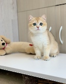 Кing Simba Diamond Breese