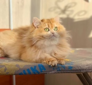 Katalina Diamond Breese