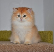 Ladmira Diamond Breese