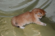 Ladmira Diamond Breese