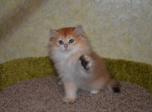 Ladmira Diamond Breese