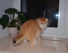 Ladmira Diamond Breese