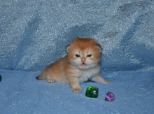 Ladmira Diamond Breese