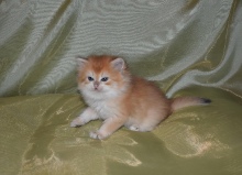 Ladmira Diamond Breese