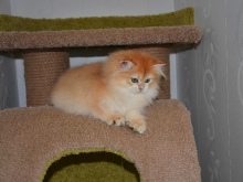 Ladmira Diamond Breese