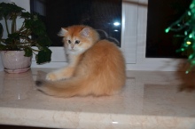 Ladmira Diamond Breese