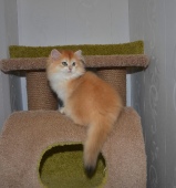 Ladmira Diamond Breese