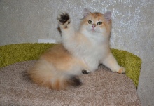 Ladmira Diamond Breese
